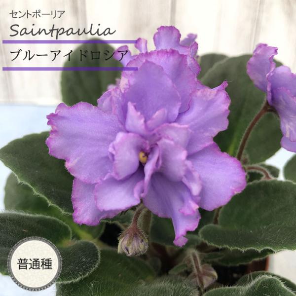 ■特徴お部屋で育てやすいお花「セントポーリア」カーテン越しの光で育てるのが一般的ですが、蛍光灯の光でも育てられるので室内のインテリアグリーンに最適です。セントポーリアのプロから直接仕入れをしてお届けいたします!!■管理方法◆直射日光の当たら...