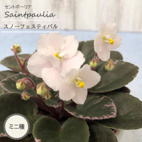 ■特徴お部屋で育てやすいお花「セントポーリア」カーテン越しの光で育てるのが一般的ですが、蛍光灯の光でも育てられるので室内のインテリアグリーンに最適です。セントポーリアのプロから直接仕入れをしてお届けいたします!!■管理方法◆直射日光の当たら...