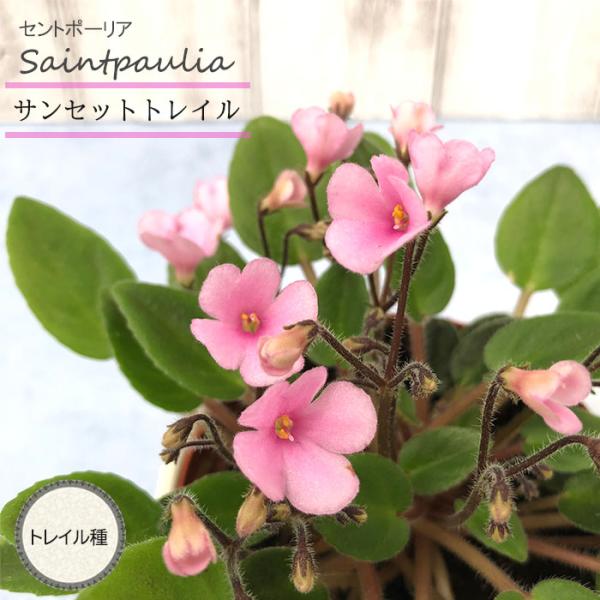 latestplants2019_l220711009