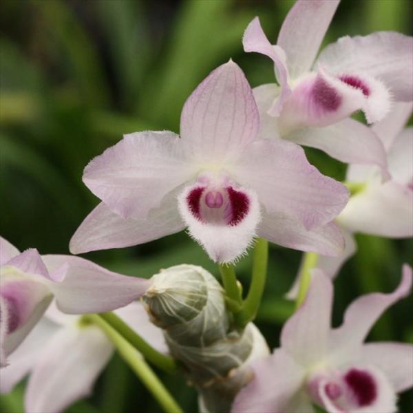 latestplants2019_l220920001