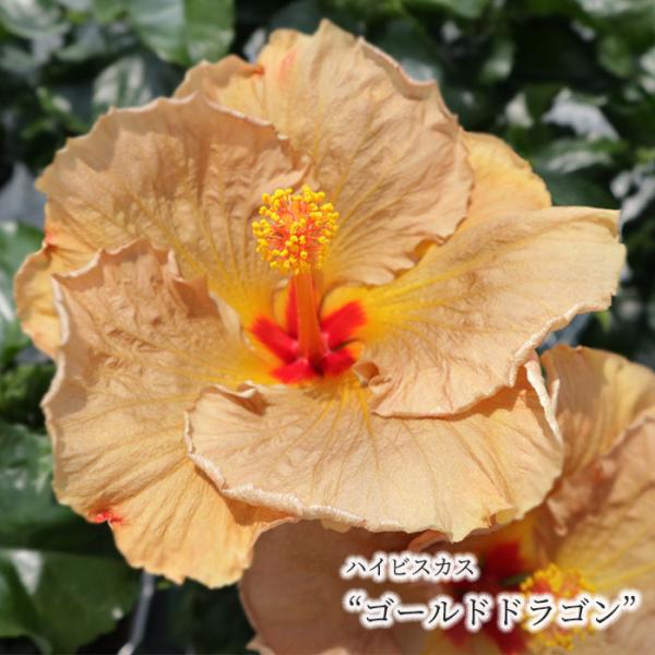 ■特徴ハイビスカスは、赤・黄・白・ピンク・オレンジ色など原色の鮮やかな花色が魅力の熱帯花木です。 花の寿命はほとんど1日限りですが、大輪の品種や涼しい季節は2日もつことがあります。 ■置き場所日光がよく当たる場所を好みます。ただし夏に株が弱...