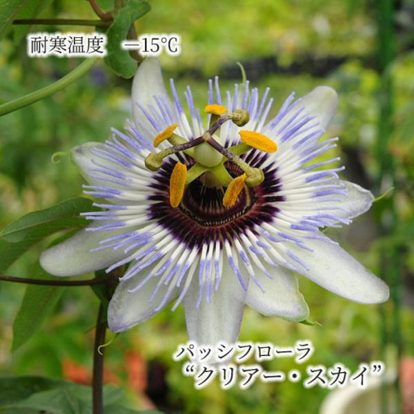 予約販売】 パッシフローラ クリアースカイ 9cmポット 耐寒性