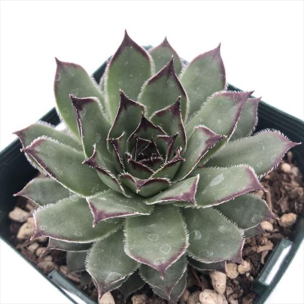 センペルビウム　ファイヤーバード 楽天市場】多肉植物 sfセンペルビウム ファイヤーバード 7.5cmポット