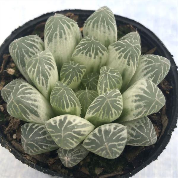 【期間限定出品】ハオルチア ピリフェラ RIB0136　多肉植物 期間限定出品】ハオルチア ピリフェラ RIB0136 多肉植物 - メルカリ