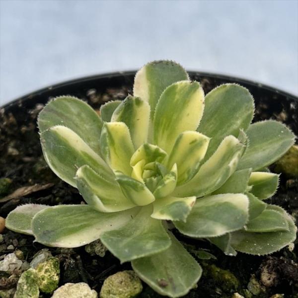 latestplants2019_l230119001