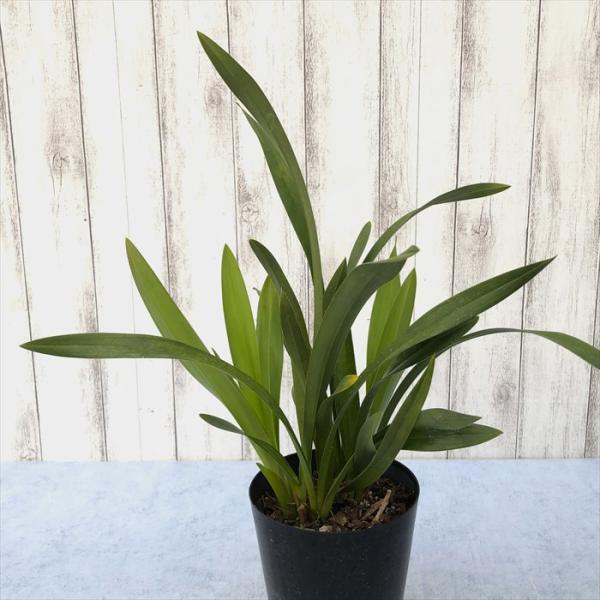 ■置き場所冬季には、冷たい北風が当たらない霜の降りない場所の屋外で管理してください。 日光を好むので日当たりの良い場所に置きます。 真夏は葉焼けを起こすのであまり直射日光に当てない方が良いです。 冬季には、最低温度が10℃以下になるようにす...