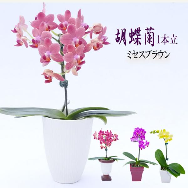 《ミセスブラウン》 他にはあまりない珍しい赤茶系の色。ゆっくり咲くので花持ちもよし！「鈴もと」オリジナル品種です。【サイズ】3号鉢※画像の鉢はイメージです。※鉢のデザインは定期的に変わります。※鉢はお選びできません。◆メーカー直送の為「代金...