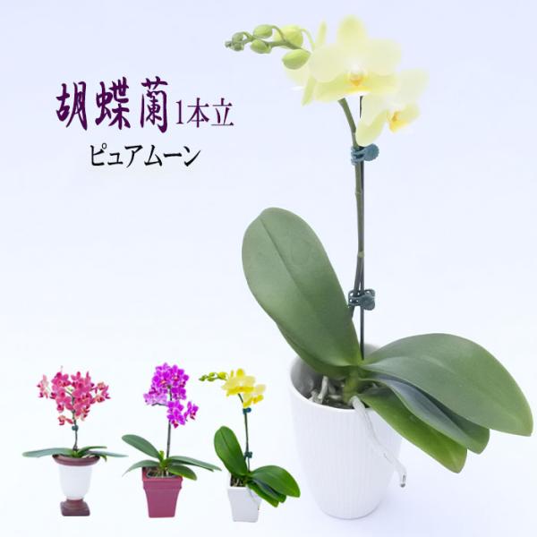 latestplants2019_l230222003