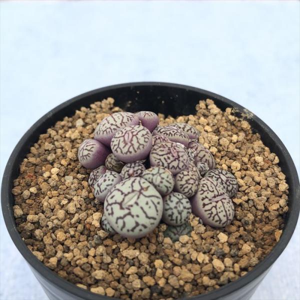 多肉植物 コノフィツム ミニマム ウィッテベルゲンセ実生 2.5号