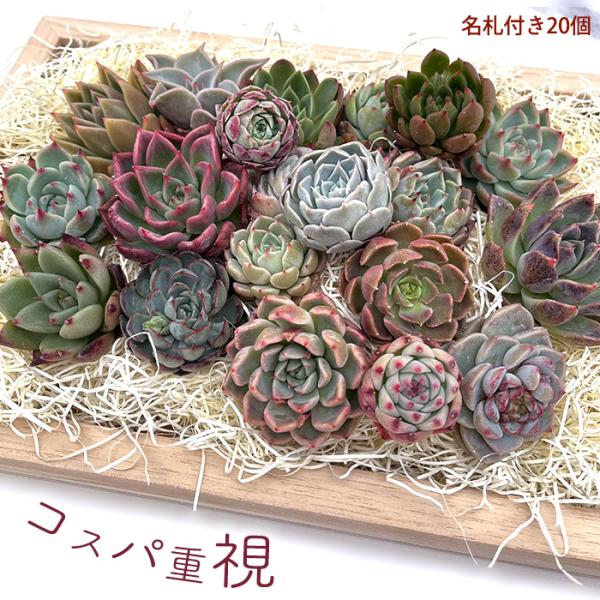 多肉植物 エケベリアカット苗 名札付き20個セット 寄せ植え 送料