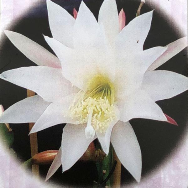 多肉植物 クジャクサボテン PEAL-21 4号鉢 孔雀サボテン 観葉植物