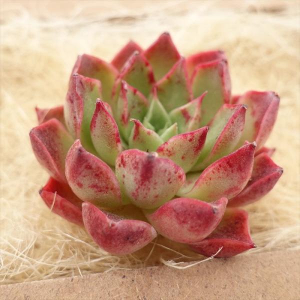 latestplants2019_l230418008