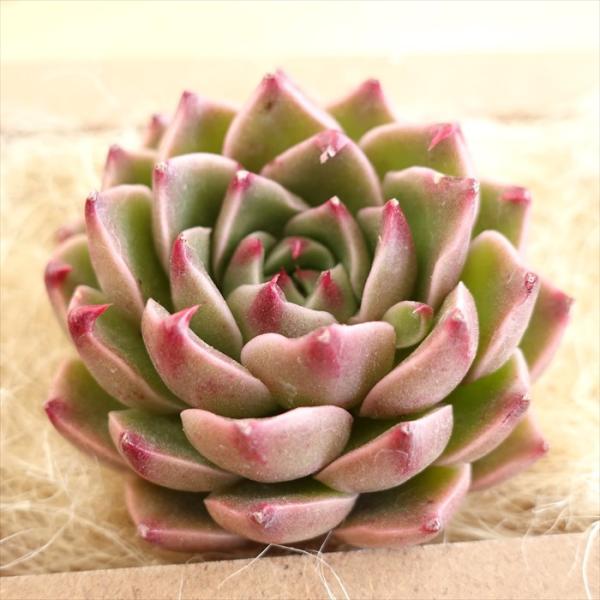 多肉植物 エケベリア クリスマスディアー 韓国苗 抜き苗 カット苗 約