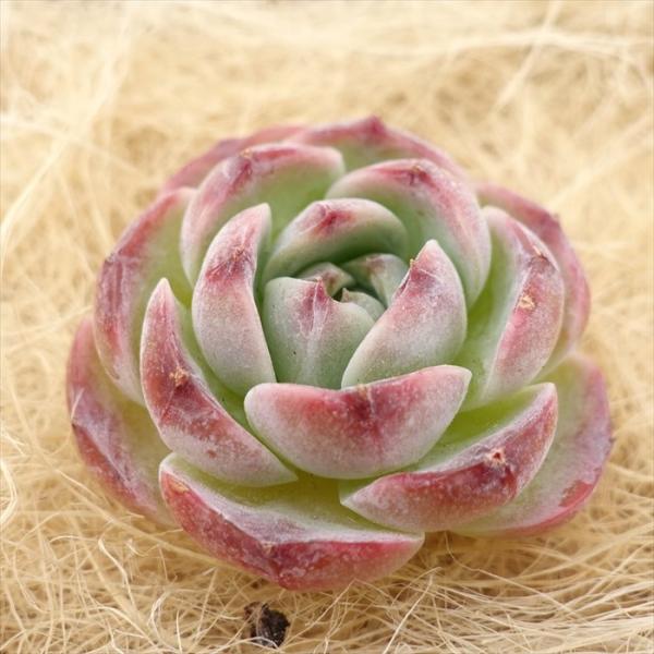 多肉植物 エケベリア パンドラ 韓国苗 抜き苗 カット苗 約3cm