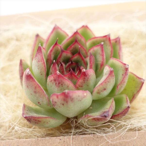 latestplants2019_l230418020