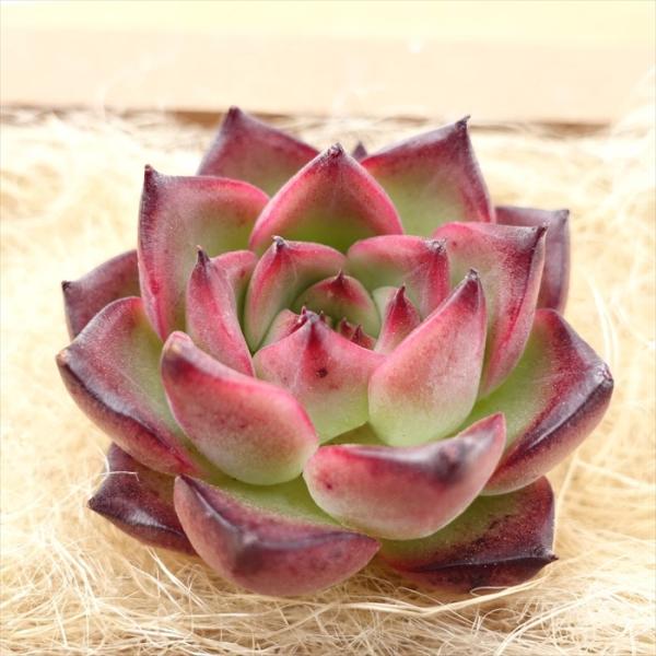 latestplants2019_l230418034