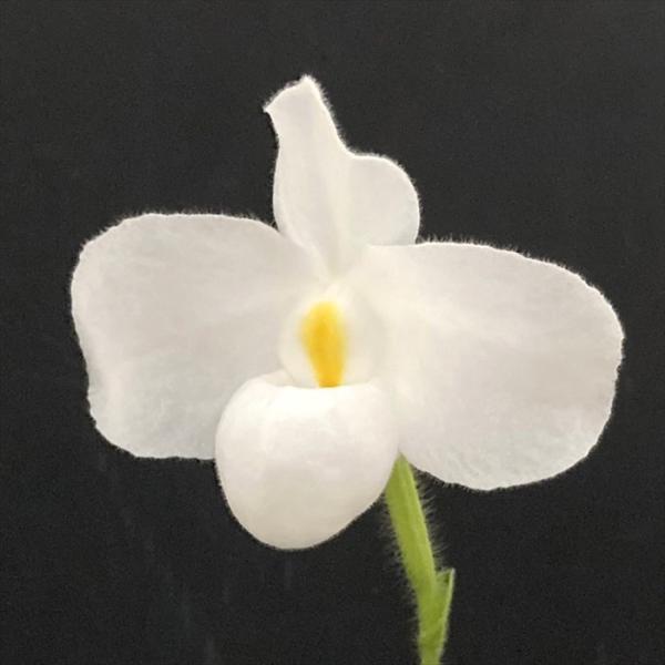 ■特徴Paph.Delenatii Alba 属名：パフィオペディラム属 ■置き場所強い日差しを好まないので年間を通して日よけをしながら風通しを良くして管理してください。 最低温度5℃ ■水やり植え込み材料が乾いてきたらたっぷり与えてくださ...