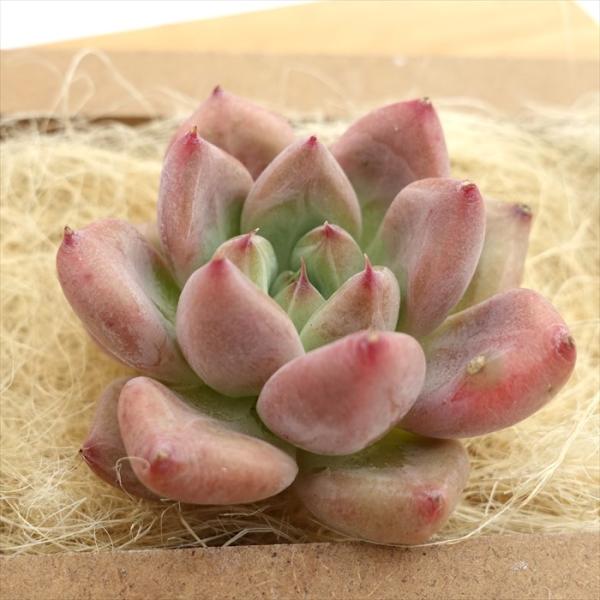 latestplants2019_l230612005 latestplants2019_l230612005