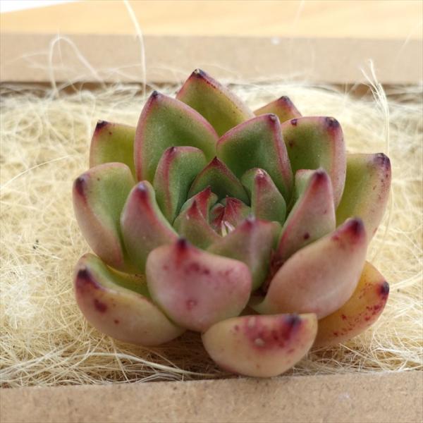 latestplants2019_l230612008