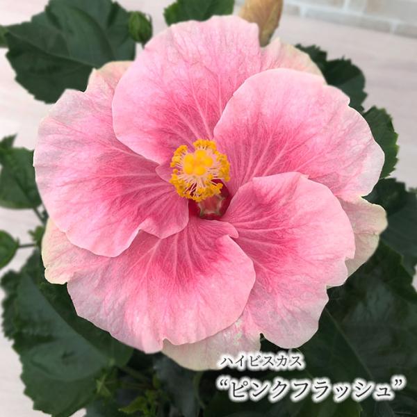 中型ハイビスカス ピンク花 hanaikushop_ki-explant-092