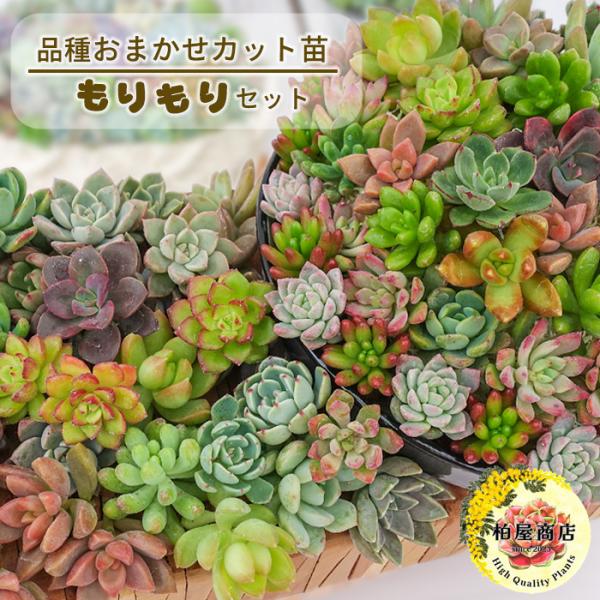 【柏屋商店さん直送】多肉植物 送料無料 品種おまかせカット苗 もりもりセット 観葉植物 インテリア 抜き苗 寄せ植え エケベリア セダム グラプトペタラム tti