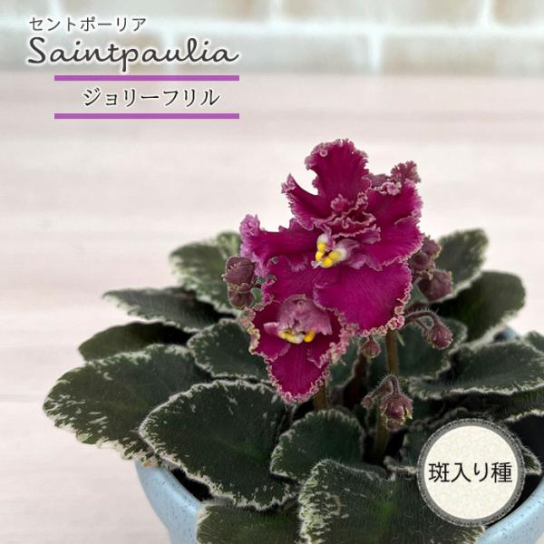 ■特徴お部屋で育てやすいお花「セントポーリア」カーテン越しの光で育てるのが一般的ですが、蛍光灯の光でも育てられるので室内のインテリアグリーンに最適です。セントポーリアのプロから直接仕入れをしてお届けいたします!!■管理方法◆直射日光の当たら...