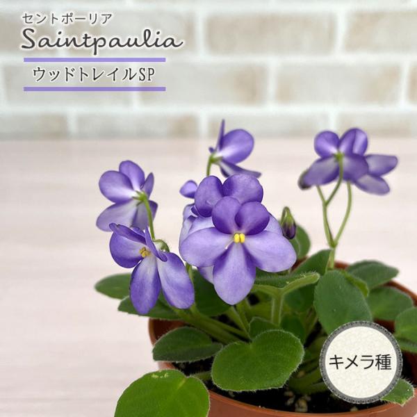 latestplants2019_l230701009