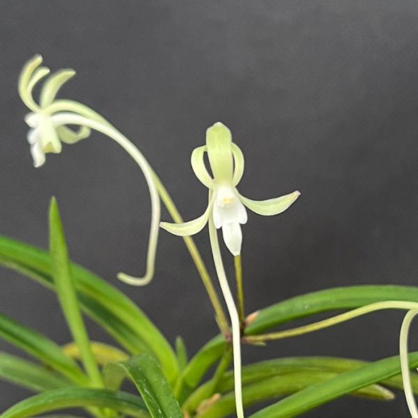 風蘭　富貴蘭　山野草 富貴蘭 紀州緑風 2.5号鉢 フウキラン 風蘭 古典植物 山野草 kih : レイ