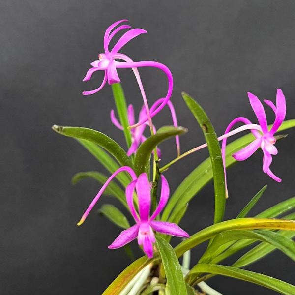 富貴蘭 紅陽 2.5号鉢 フウキラン 風蘭 古典植物 山野草 kih