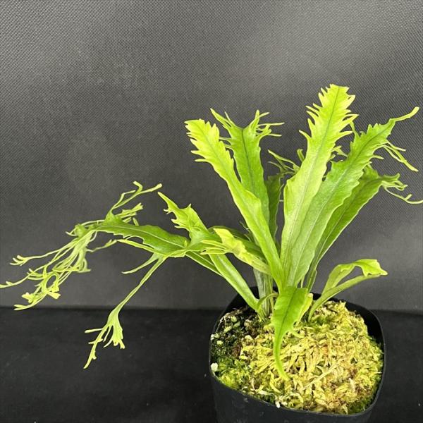 latestplants2019_l230712013