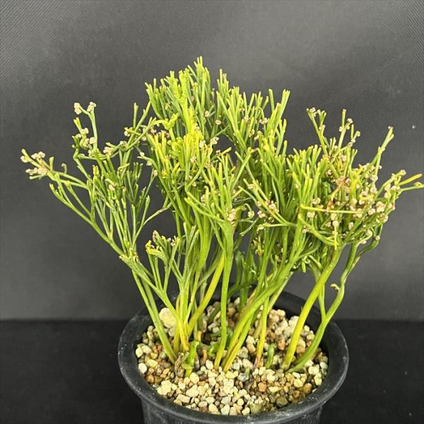 太平楽　シダ植物　松葉蘭　観葉植物　園芸　古典植物　珍奇植物　伝統　マツバラン 古典園芸植物：松葉蘭（マツバラン）「八重麒麟」*まつばらん | 古典