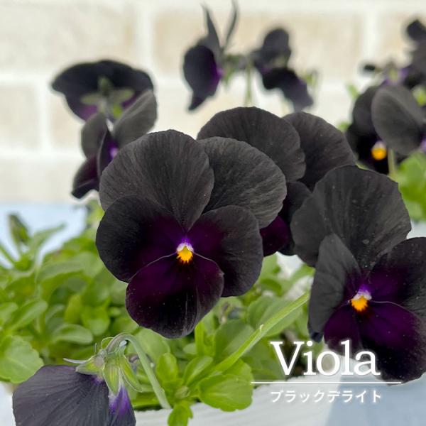 latestplants2019_l230721001