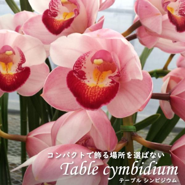 latestplants2019_l230908107