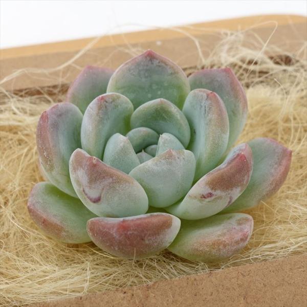 多肉植物　韓国苗　シックモンロー　２セット　カット苗 多肉植物 エケベリア シックモンロー 韓国苗 抜き苗 カット苗 約5cm