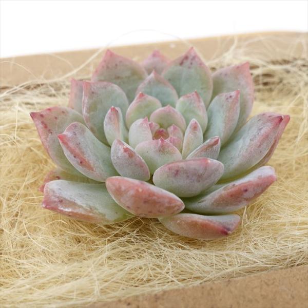 多肉植物 エケベリア シュガークリスタル 韓国苗 抜き苗 カット