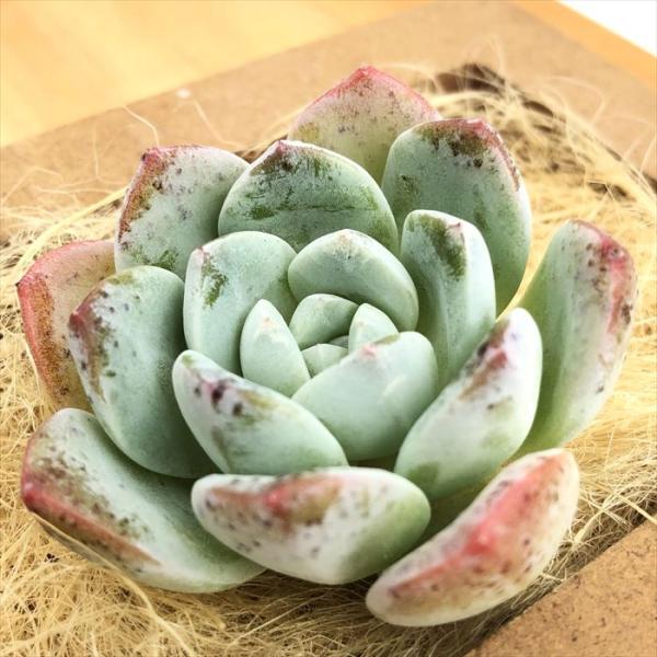 多肉植物 エケベリア スノーウーマン 韓国苗 抜き苗 カット苗 約5cm