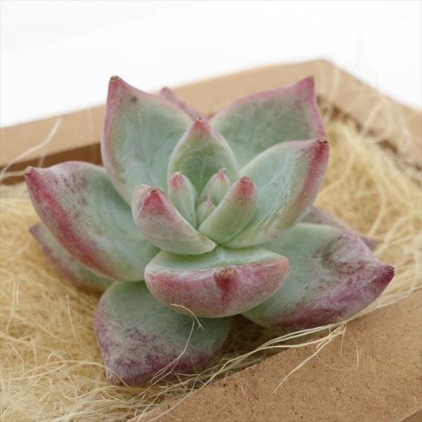 多肉植物 エケベリア ポーラーベア 韓国苗 抜き苗 カット苗 約5cm hng