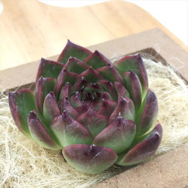多肉植物 エケベリア レッドウィッチ 韓国苗 抜き苗 カット苗 約6cm