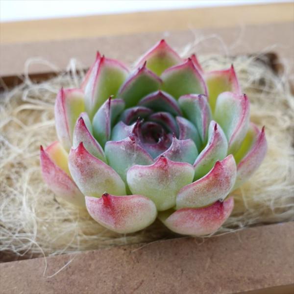 い*ご様 K1185　粉月影　70株　多肉植物 抜き苗 エケベリア 韓国苗 い*ご様 K1185 粉月影 70株 多肉植物 抜き苗 エケベリア 韓国苗