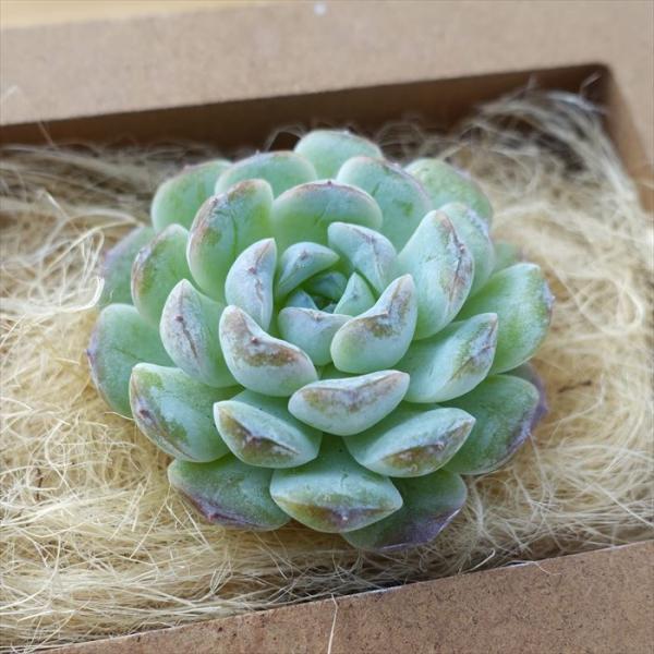 多肉植物 エケベリア スノーフェイス 韓国苗 抜き苗 カット苗 約5cm