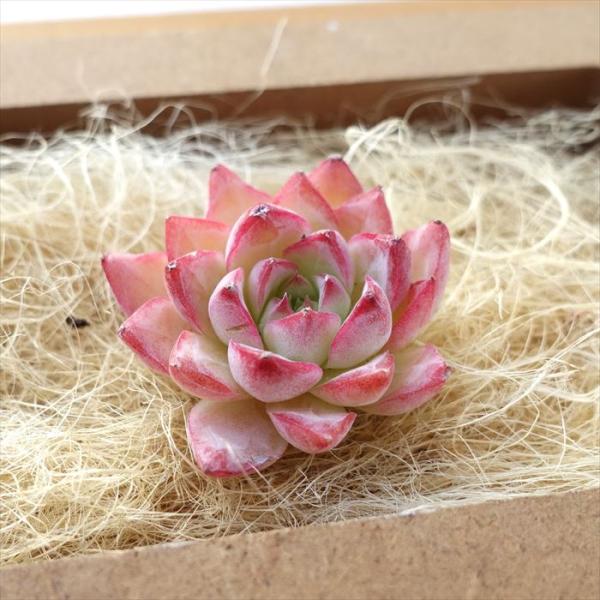 多肉植物 エケベリア ピンククイーン 韓国苗 抜き苗 カット苗 約