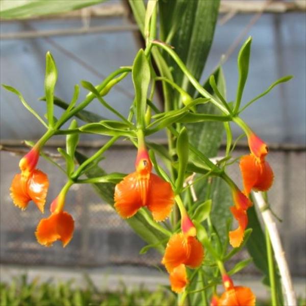 ■特徴Epi.pseudepidendrum■置き場所出来るだけ日当たりのよい場所で管理してください。日ざしの強い時だけ少し日よけをして葉焼けを防いでください。冬は室内でガラス越しの日光に当てて管理してください。■水やり春から秋は、植え込み...