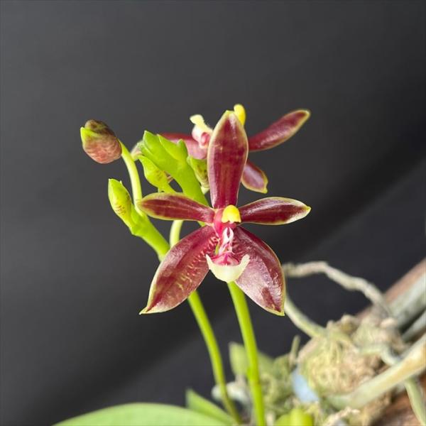 【個性的・開花株】ファレノプシス 原種 白赤花 ４本立ち つぼみたくさん　洋ラン 個性的・開花株】ファレノプシス 原種 白赤花 4本立ち つぼみ