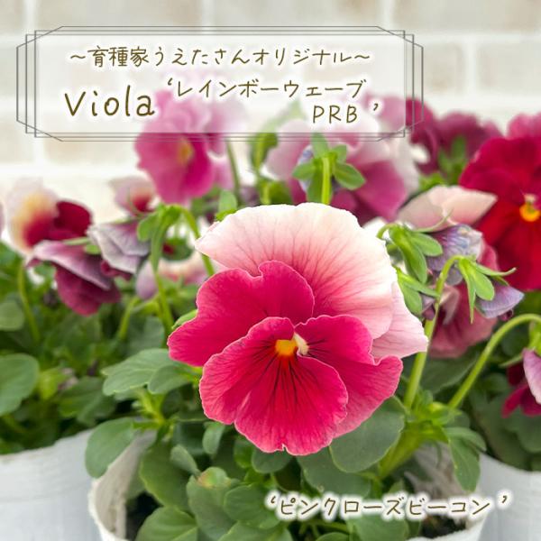 Lila様　PRANAROM ベンゾイン 、ローズウッド、ローズオットー Lila様 PRANAROM ベンゾイン 、ローズウッド、ローズオットー Lila様