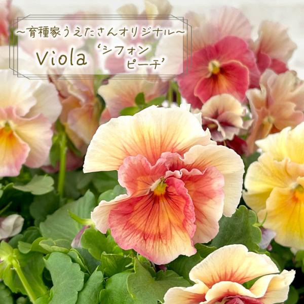 【予約販売】 育種家うえたさんオリジナル ビオラ シフォンピーチ 10.5cmポット 花苗 ガーデニング uet 11月下旬以降発送