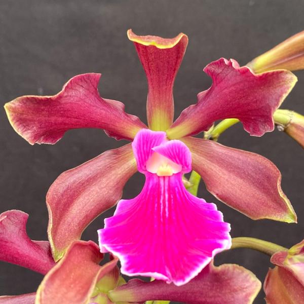 ■特徴Cty.GreenDragon  ラン科  カトレア シレリアナ（原種）と、エンシクリア コーディゲラ（原種）の交配種で香りがあり、丈夫で育てやすいです。  香り：花にあり 花期：不定期  ◆個体により多少花が異なります。◆  ■置き...