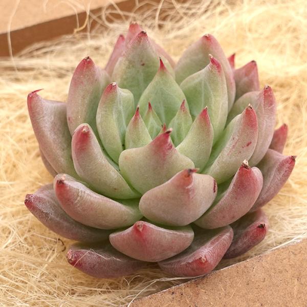 A*n様 S406　タロック　抜き苗　77株　多肉植物 エケベリア 韓国苗 サボ A*n様 S406 タロック 抜き苗 77株 多肉植物 エケベリア 韓国苗 サボ