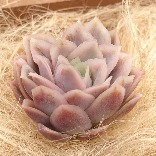 Top【選抜株】多肉植物　25718バイオレットクイーン錦　24個　鉢無し/脱土 多肉植物 エケベリア バイオレットクイーン錦 韓国苗 抜き苗 カット苗