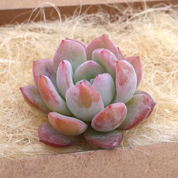 多肉植物 エケベリア ピンクスカート 韓国苗 抜き苗 カット苗 約3cm