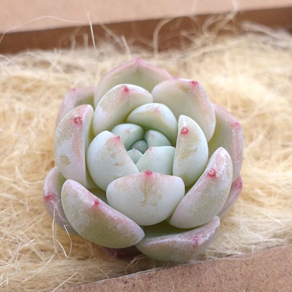 latestplants2019_l240312030 latestplants2019_l240312030